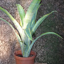 Billbergia pyramidalis lutea | Em vaso | Ref. blv | €7,00