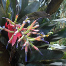 Billbergia vittatta