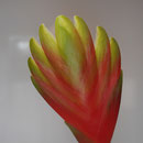 Vriesea spec.