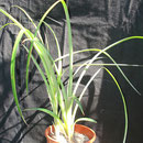 Billbergia nutans | Em vaso (3 pés) | Ref. bnv | € 7,00