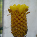 Aechmea calyculata