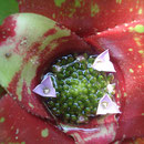 Neoregelia johannis