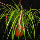 Billbergia nutans