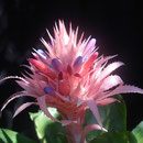 Aechmea fasciata