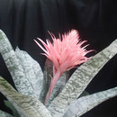 Aechmea fasciata