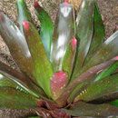 Neoregelia johannis
