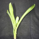 Aechmea calyculata | Rebento | Ref.acr | € 4,00