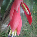 Billbergia vittatta