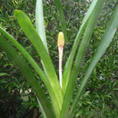 Aechmea calyculata