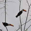 Les toucans.