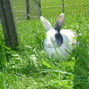 Unser Hase Flauschi