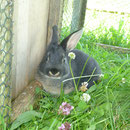 Unser Hase Blacky