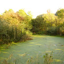 Natur pur