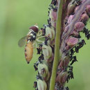 Toxomerus pulchellus ( Macquart, 1846) sur Paspalum virgatum L., 1759 ; Photo : M-C. L