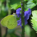 Pyrisitia venusta (Boisduval, 1836) sur Stachytarpheta urticifolia Sims; Photo : E.D-M