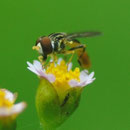 Toxomerus sp. sur Galinsoga quadriradiata Ruiz & Pav., 1798; Photo : C.P