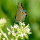 Allosmaitia piplea (Godman & Salvin, 1896) sur Mikania micrantha Kunth, 1818