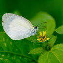 Eurema daira (Godart, 1819) sur Synedrella nodiflora (L.) Gaertn.1; Photo : E.D-M