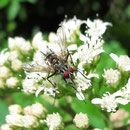 Ptilodexia sp. (Tachinidae) sur Verbesina gigantea Jacq.; Photo : E.D-M
