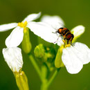 Palpada sp. sur Brassica rapa L., 1753 (navet); Photo : C.P