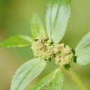 Chloropides (Chloropidae) sur Chamaesyce hirta (L.) Millsp. ; Photo : E.D-M