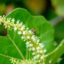 Palpada vinetorum (Fabricius, 1798) sur Coccoloba uvifera (L.) L., 1759 ;  Photo : C.P