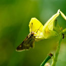 Panoquina panoquinoides (Skinner, 1891) sur Vigna luteola (Jacq.) Benth., 1859; Photo : C.P