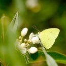 Phoebis sennae (Linnaeus, 1758) sur Capparis indica (L.) Druce, 1914; Photo : C.P