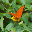 Dryas iulia (Fabricius, 1775) sur Wulffia baccata (L.) Kuntze, 1891; Photo : H.N