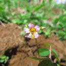 Toxomerus watsoni (Curran, 1930) sur Oxalis barrelieri L., 1762 ; Photo : E.D-M
