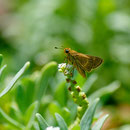 Panoquina panoquinoides (Skinner, 1891) sur Heliotropium curassavicum L., 1753 ; Photo : C.P