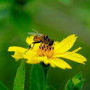 Palpada vinetorum (Fabricius, 1798) sur Wedelia calycina Rich., 1807; Photo : C.P