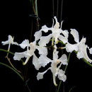 Aerides vandarum 20,00 €