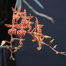 Renanthera monachica