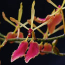 Renanthera vietnamensis