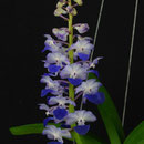 Rhynchostylis blue 55€
