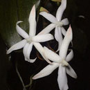 Aerangis biloba 20€