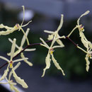Renanthera citrina
