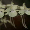 Aerangis citrata 20,00 €