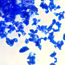 Lapislazuli - Pigment/Lapis absolue