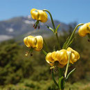 lys des Pyrénées, une fleur endémique