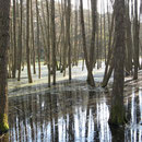 wiedervernässter Bruchwald