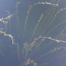 Durchwachsenes Laichkraut (Potamogeton perfoliatus) im Krakower See