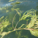 Spiegelndes Laichkraut (Potamogeton lucens) im Krakower See