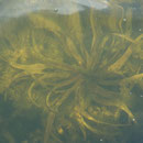Krebsschere (Stratiotes aloides) im Großen Peetscher See