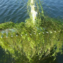 Wasserpflanzenkartierung (Nitellopsis obtusa am Krakower See)
