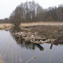 Strömungshindernis aus Baumstämmen