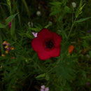 14.10.2012 - Rabatte in Bregenz-Maurach