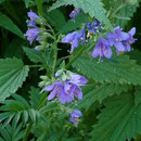 13.07.2014 - Ruderalgebiet in Tromsø (evt. Polemonium)