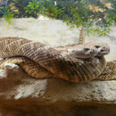1.1 Crotalus atrox "Bisbee"